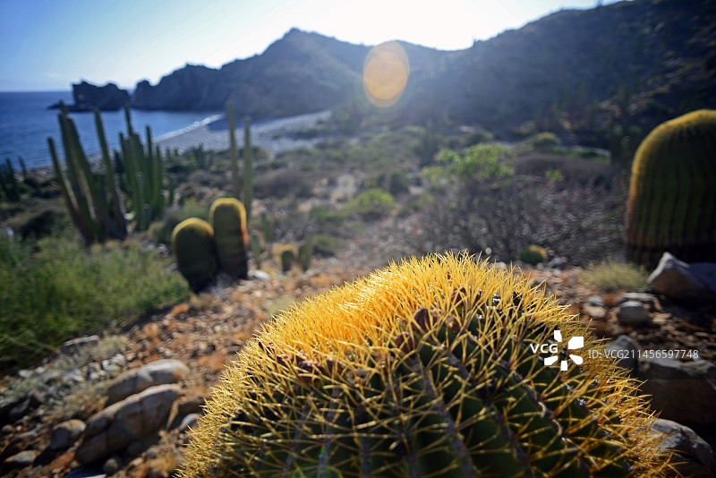 特有巨型桶形仙人掌图片素材