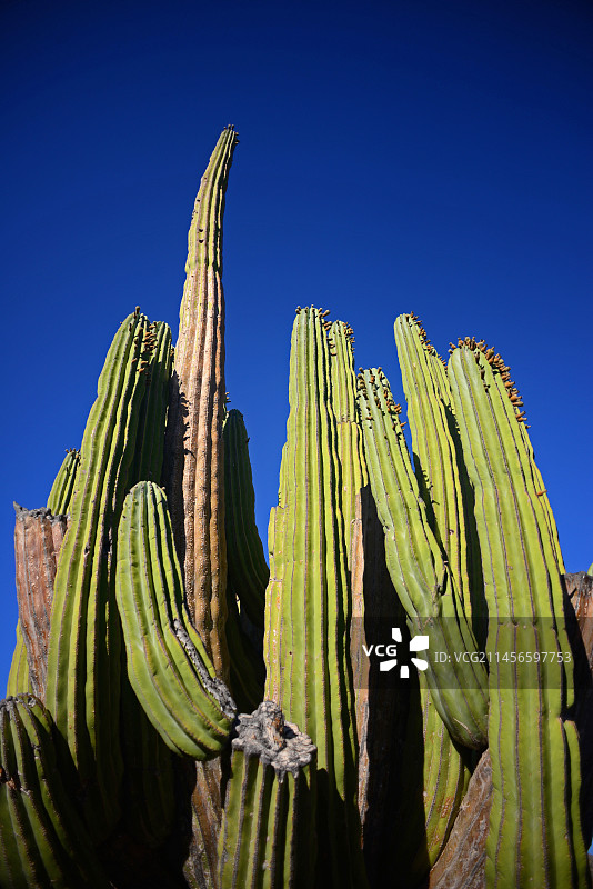 墨西哥巨人柱仙人掌图片素材