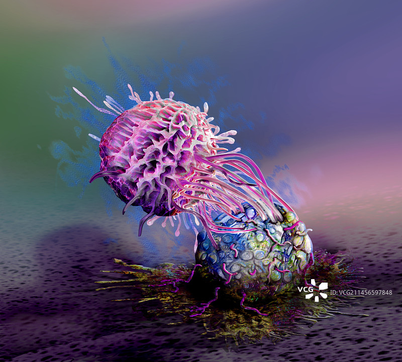 自然杀伤细胞攻击癌细胞，图示图片素材