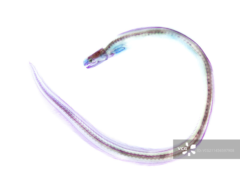 雪花鳗鱼图片素材