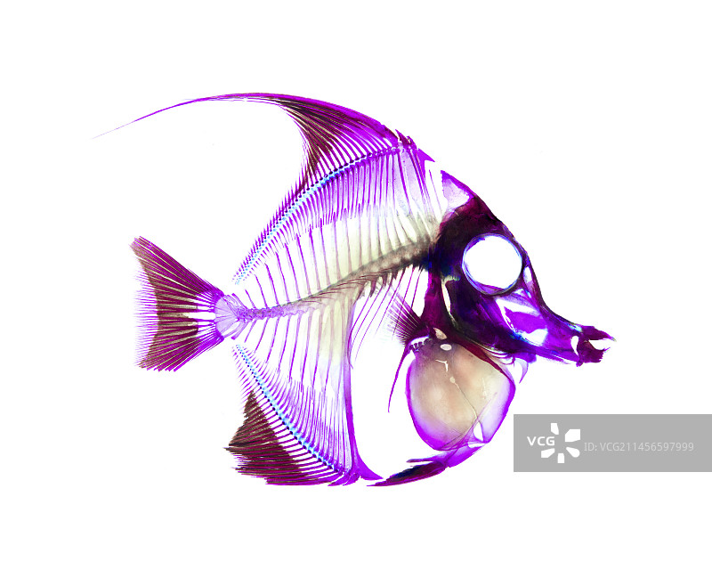 月光鱼图片素材