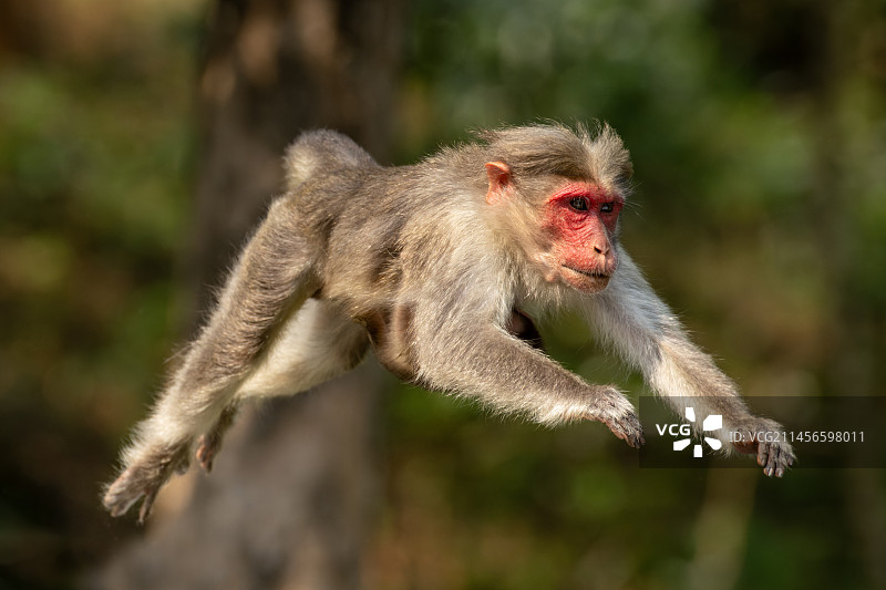 恒河猴图片素材