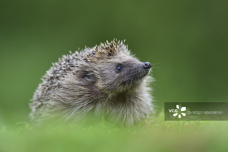 刺猬图片素材