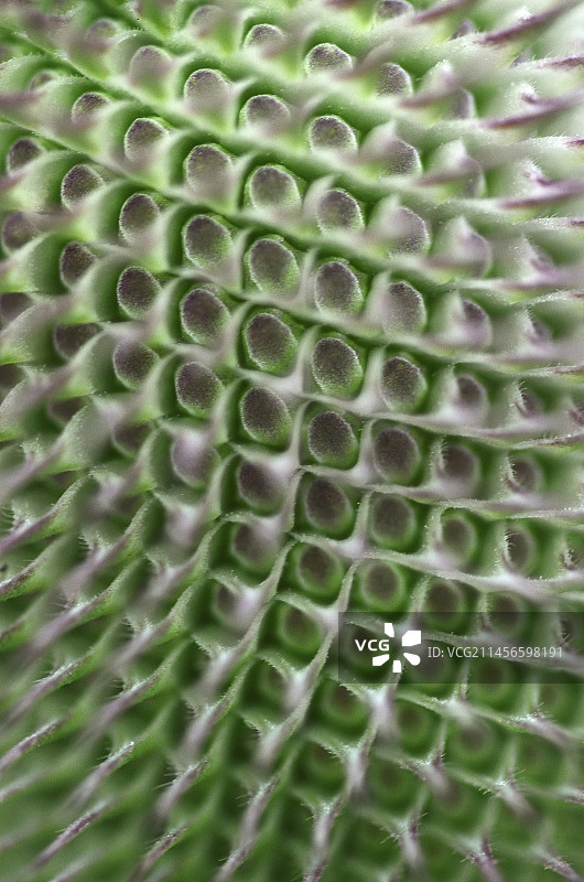 蓟的蓓蕾图片素材