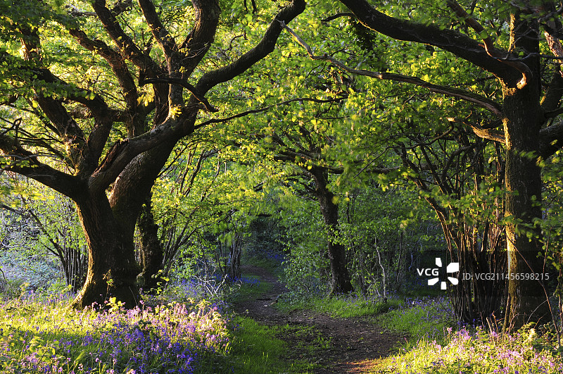 英国多塞特郡的波斯托克公地图片素材
