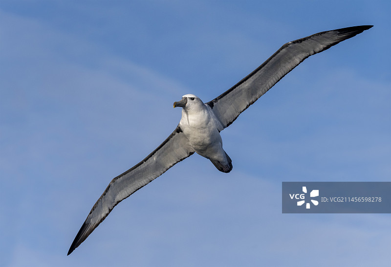 飞行中略显羞涩的信天翁图片素材