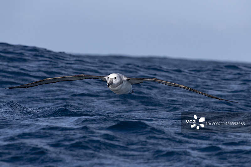 飞行中略显羞涩的信天翁图片素材