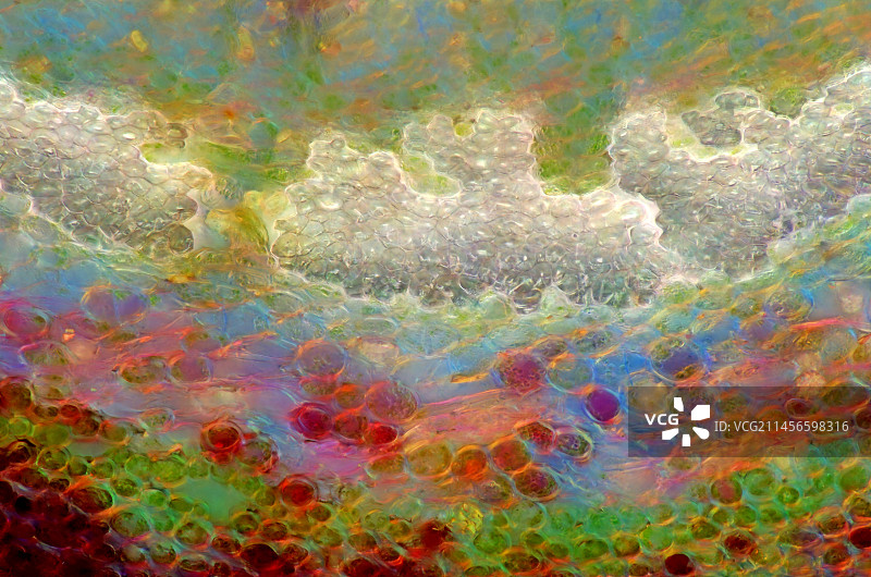 苹果树茎秆显微照片图片素材