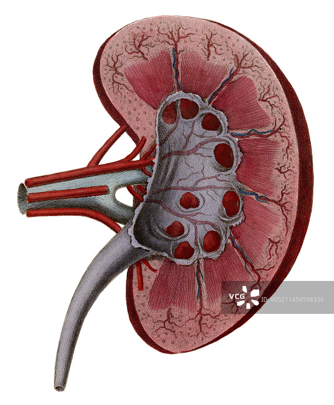 肾脏，图示图片素材