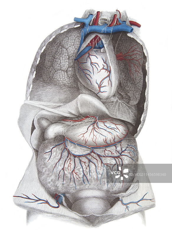 胸部和腹部结构图图片素材