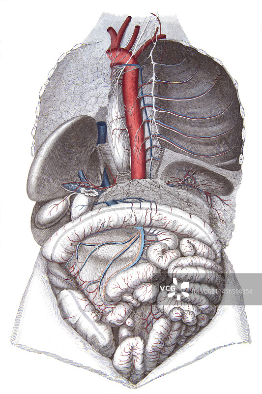 胸部和腹部结构图图片素材