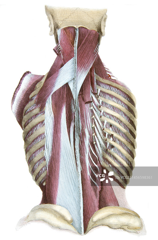 背部肌肉，插图图片素材