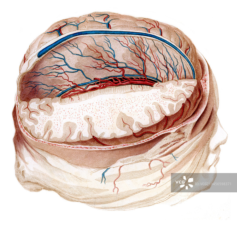 人脑，插图图片素材