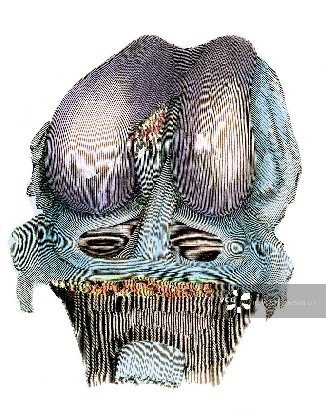 膝关节图示图片素材