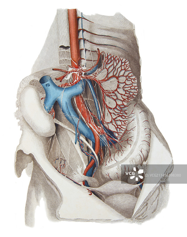 腹部，图示图片素材