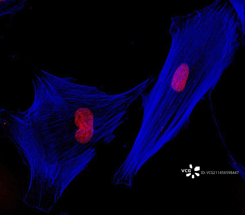 人成纤维细胞显微照片图片素材