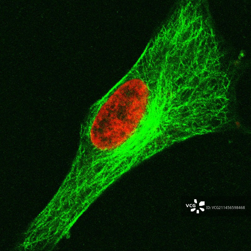 间期的人体细胞显微照片图片素材