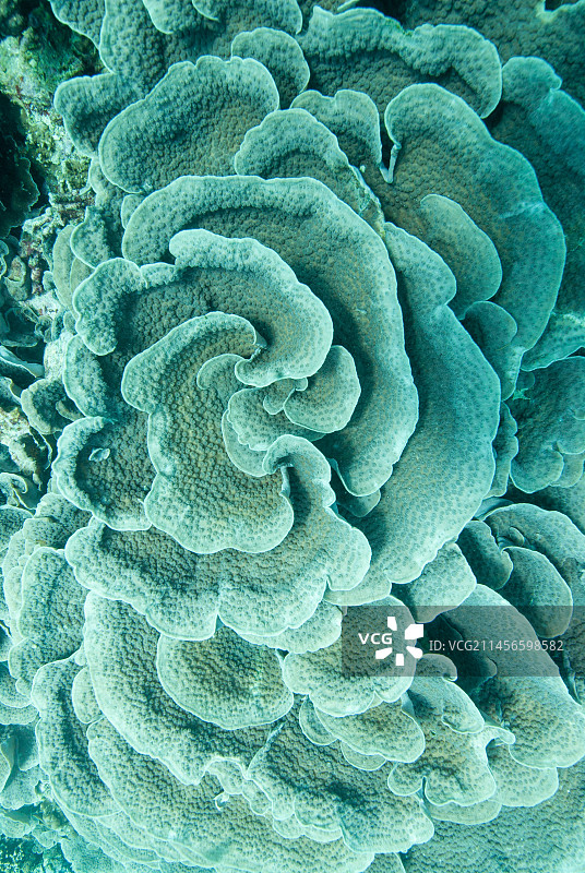 卷心菜皮革珊瑚图片素材