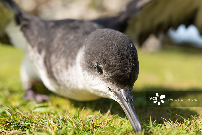 曼岛海鸥幼鸟图片素材