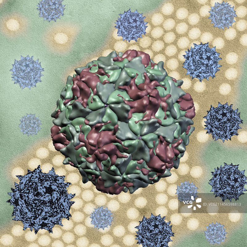 脊髓灰质炎病毒合成图像图片素材