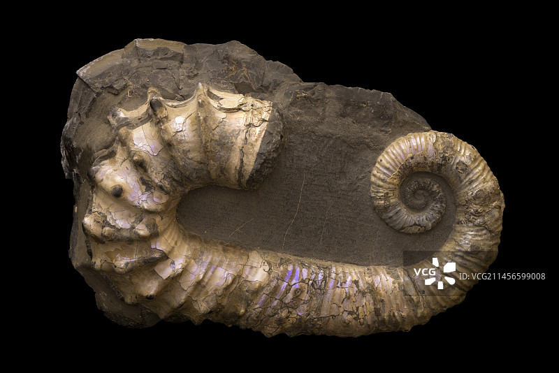 Ancyloceras sp.菊石化石图片素材