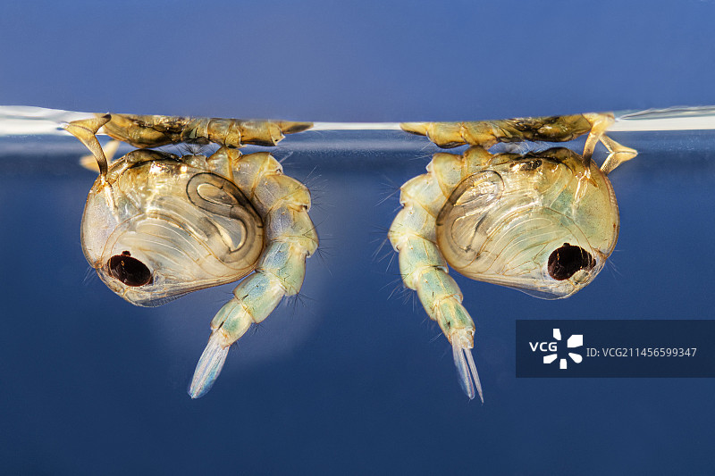 致倦库蚊蛹图片素材