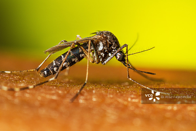 成年雌性白纹伊蚊栖息图片素材