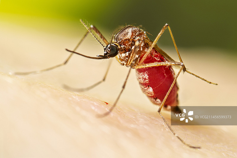吸血后的埃及伊蚊图片素材