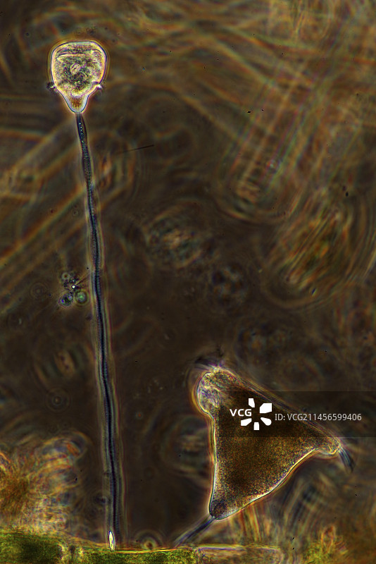 钟虫纤毛虫显微照片图片素材