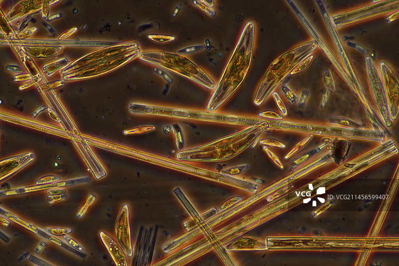 硅藻显微照片图片素材