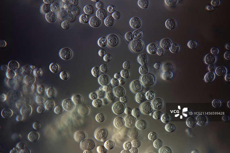 酵母菌显微照片图片素材