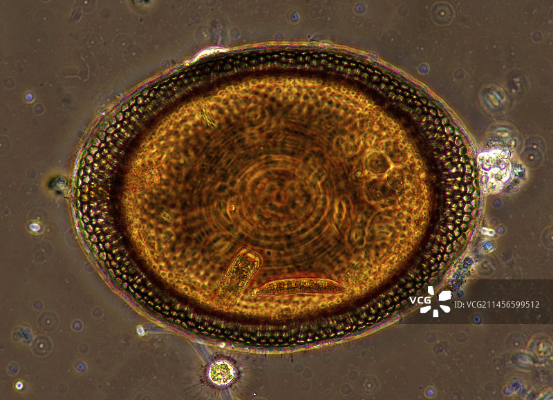 苔藓虫卵的显微照片图片素材