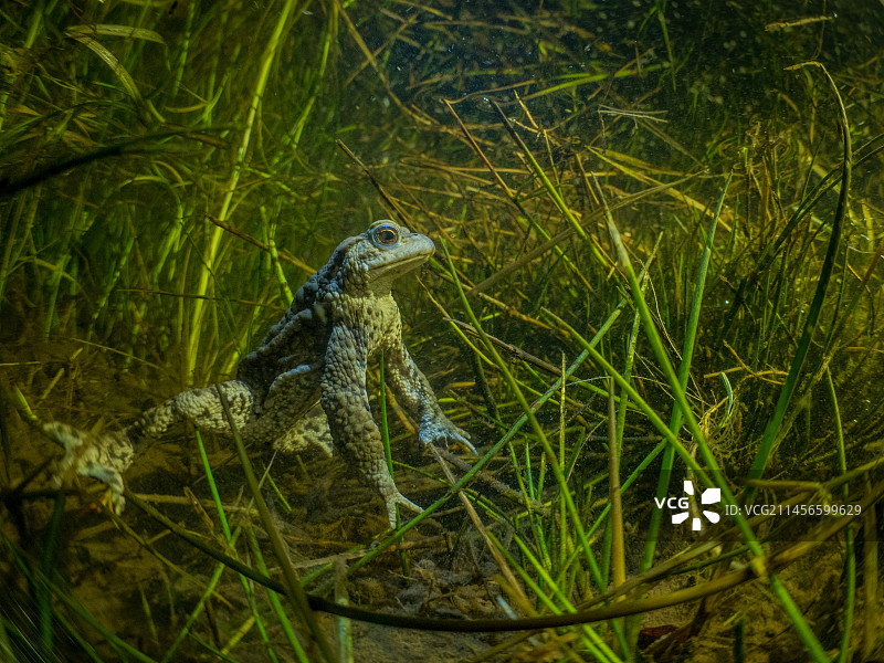 草丛中水下的蟾蜍图片素材