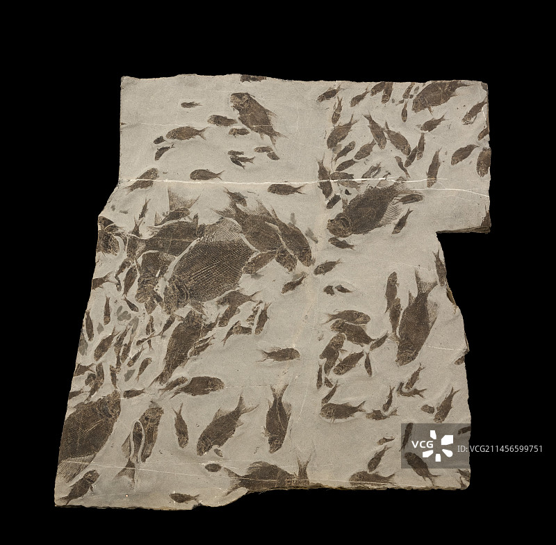 奥地利三叠纪（诺利克期）鱼类化石群图片素材