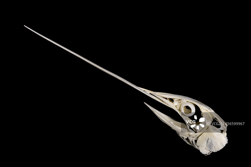 旗鱼头骨图片素材