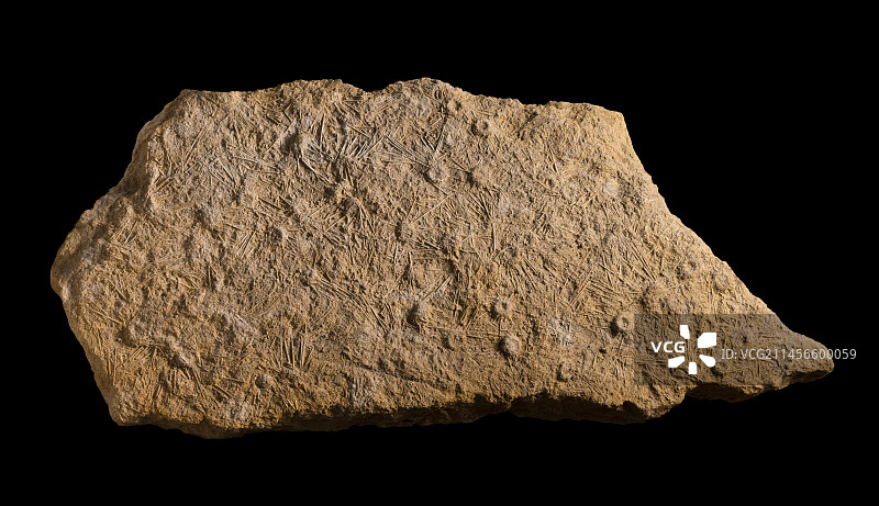 海胆化石图片素材