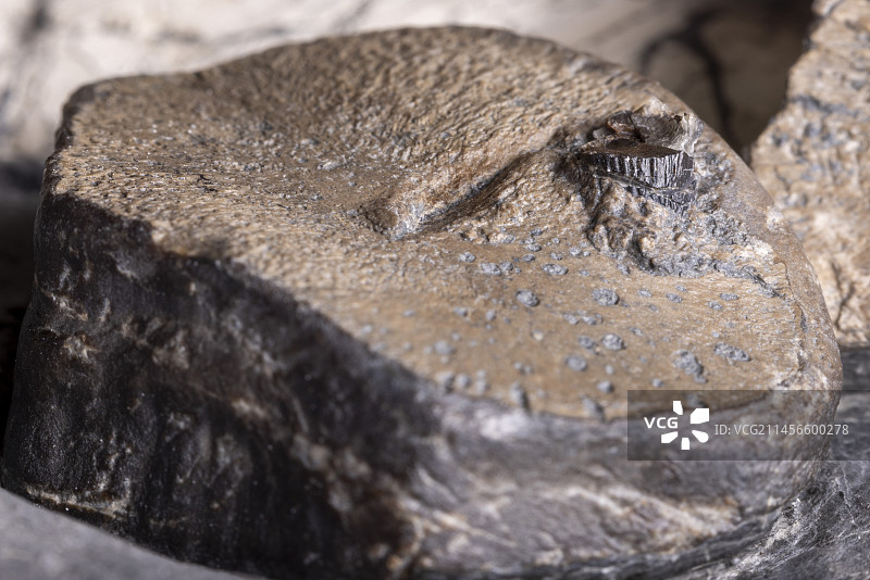 鱼龙鳍骨中的蛇颈龙牙齿图片素材