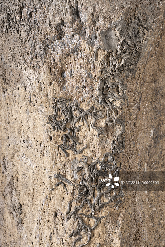 骨头上 encrusted 的 Serpula sp. 多毛纲蠕虫图片素材