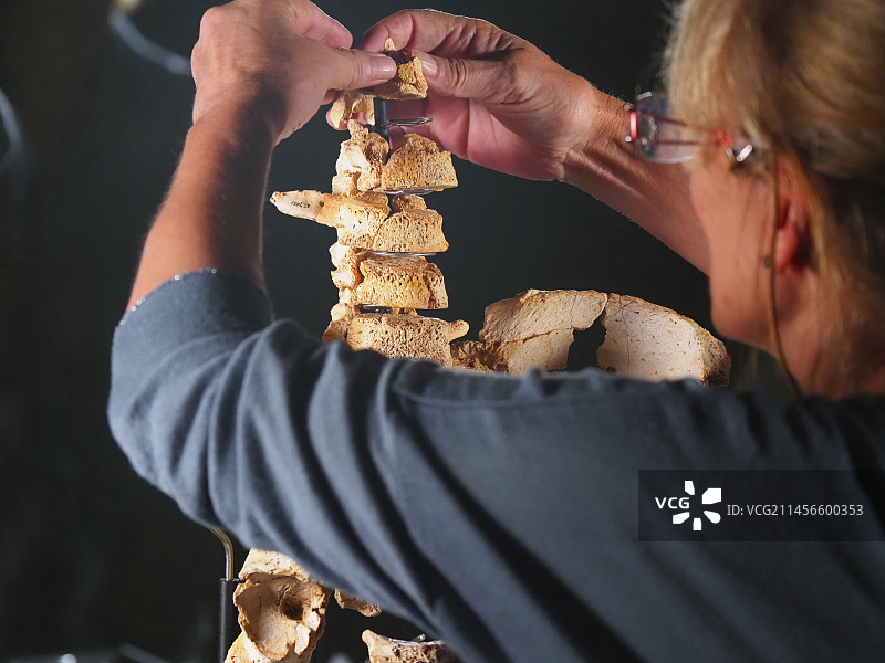 猫王骨盆的腰椎化石图片素材