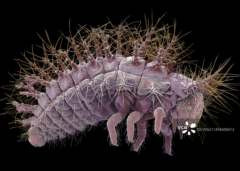 瓢虫幼虫，扫描电镜图像图片素材