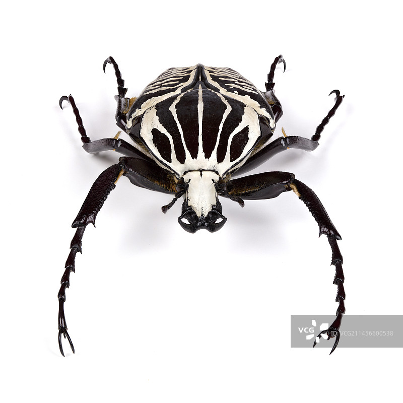 歌利亚甲虫图片素材