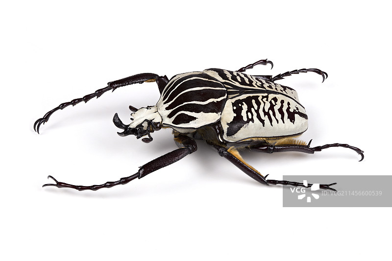 歌利亚甲虫图片素材