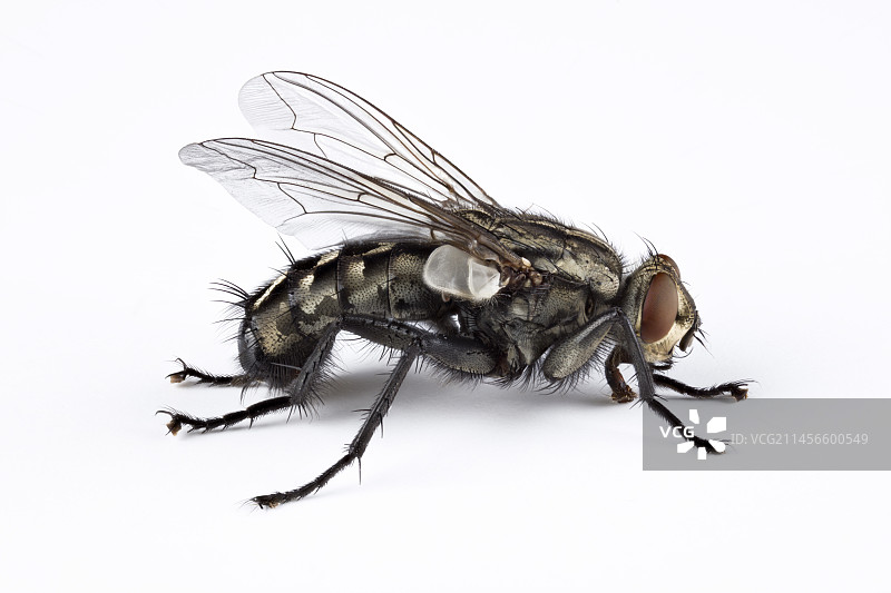 普通麻蝇图片素材