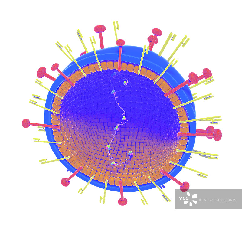 尼帕病毒结构示意图图片素材