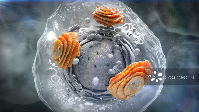 人体细胞中的高尔基体图片素材