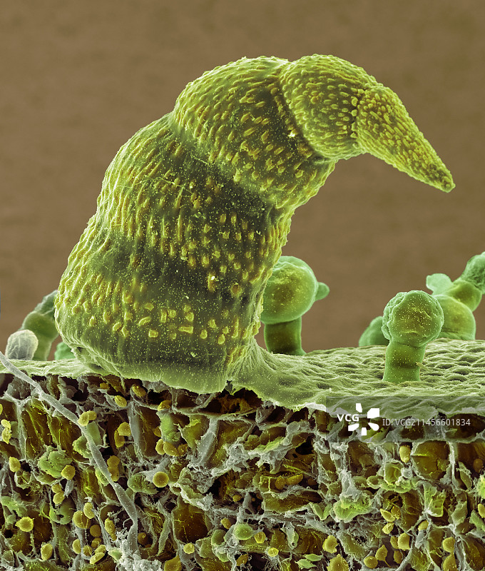 鼠尾草叶状毛，扫描电子显微镜图片素材