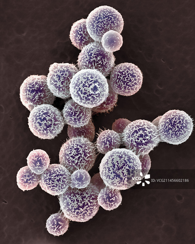 新型隐球菌酵母菌，扫描电镜图片素材