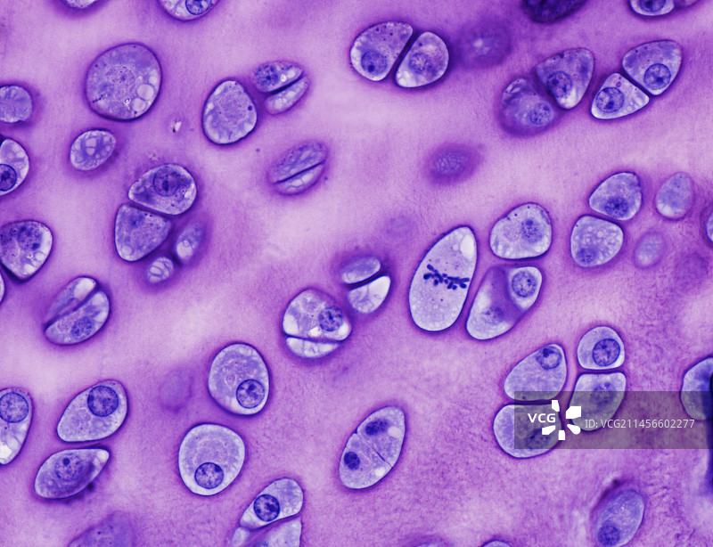 软骨组织光学显微照片图片素材