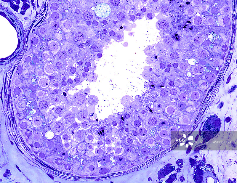 人类睾丸显微照片图片素材