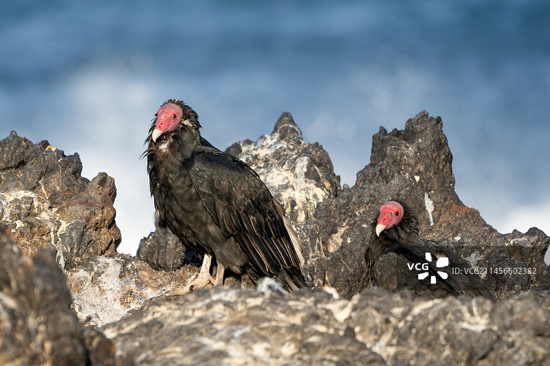两只栖息在岩石上的兀鹫图片素材